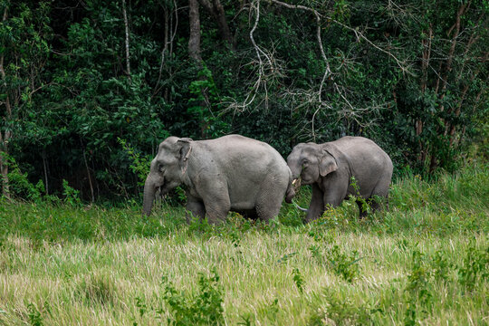 The Asian elephant (Elephas maximus) is a large mammal with a gray body and a long, protruding nose known as a trunk; the trunk of the Asian elephant features a single "finger"