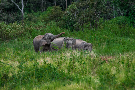 The Asian elephant (Elephas maximus) is a large mammal with a gray body and a long, protruding nose known as a trunk; the trunk of the Asian elephant features a single "finger"
