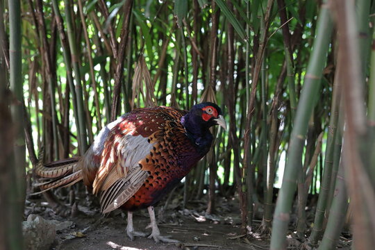Phasianus colchicus - Ring-necked Pheasant