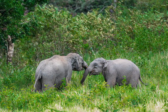 The Asian elephant (Elephas maximus) is a large mammal with a gray body and a long, protruding nose known as a trunk; the trunk of the Asian elephant features a single "finger"