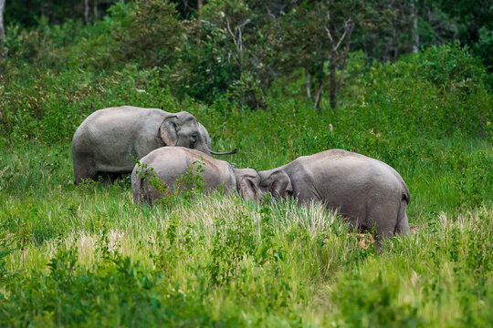 The Asian elephant (Elephas maximus) is a large mammal with a gray body and a long, protruding nose known as a trunk; the trunk of the Asian elephant features a single "finger"