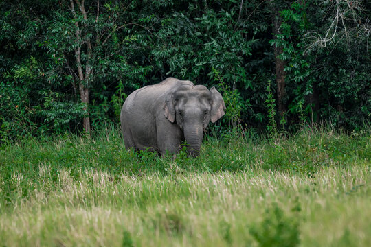 The Asian elephant (Elephas maximus) is a large mammal with a gray body and a long, protruding nose known as a trunk; the trunk of the Asian elephant features a single "finger"
