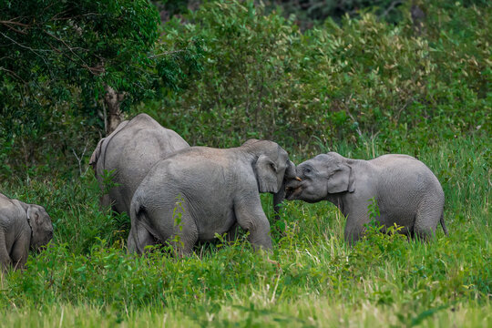 The Asian elephant (Elephas maximus) is a large mammal with a gray body and a long, protruding nose known as a trunk; the trunk of the Asian elephant features a single "finger"