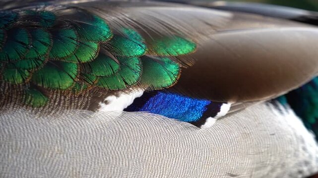 Close up macro shot of colorful duck feathers floating on water
