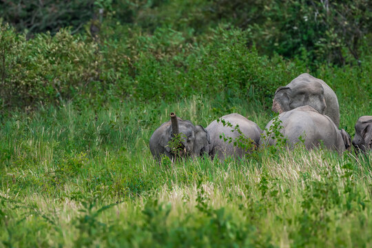 The Asian elephant (Elephas maximus) is a large mammal with a gray body and a long, protruding nose known as a trunk; the trunk of the Asian elephant features a single "finger"