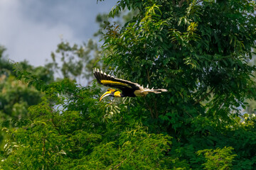 Great Hornbill (Buceros bicornis) A hornbill on a tall tree eats the young of a ripe banyan tree. © Pluto Mc