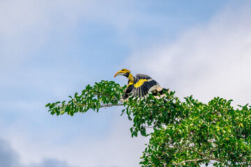 Great Hornbill (Buceros bicornis) A hornbill on a tall tree eats the young of a ripe banyan tree. © Pluto Mc