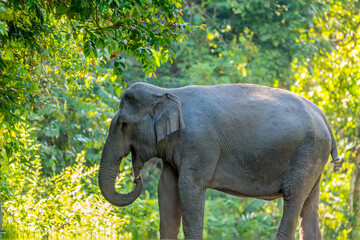 Fototapeta premium The Asian elephant (Elephas maximus) is a large mammal with a gray body and a long, protruding nose known as a trunk; the trunk of the Asian elephant features a single 