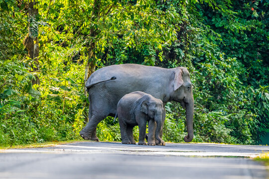 The Asian elephant (Elephas maximus) is a large mammal with a gray body and a long, protruding nose known as a trunk; the trunk of the Asian elephant features a single "finger"