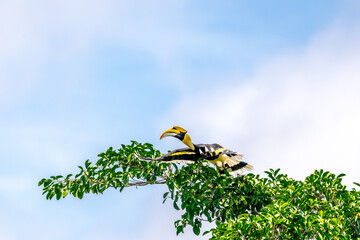 Great Hornbill (Buceros bicornis) A hornbill on a tall tree eats the young of a ripe banyan tree. © Pluto Mc