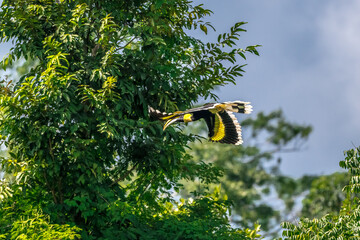 Great Hornbill (Buceros bicornis) A hornbill on a tall tree eats the young of a ripe banyan tree. © Pluto Mc