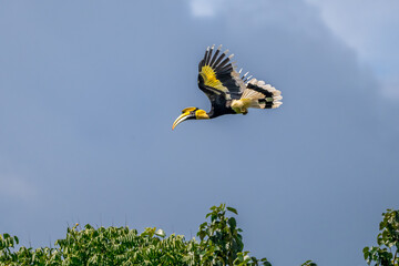 Great Hornbill (Buceros bicornis) A hornbill on a tall tree eats the young of a ripe banyan tree. © Pluto Mc