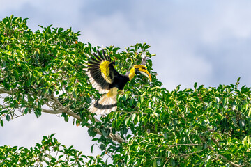 Great Hornbill (Buceros bicornis) A hornbill on a tall tree eats the young of a ripe banyan tree. © Pluto Mc
