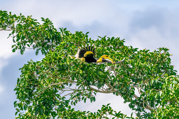 Great Hornbill (Buceros bicornis) A hornbill on a tall tree eats the young of a ripe banyan tree. © Pluto Mc