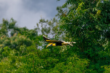 Great Hornbill (Buceros bicornis) A hornbill on a tall tree eats the young of a ripe banyan tree. © Pluto Mc