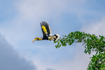 Great Hornbill (Buceros bicornis) A hornbill on a tall tree eats the young of a ripe banyan tree. © Pluto Mc