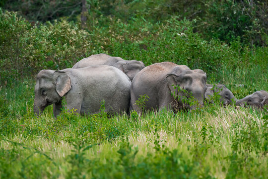 The Asian elephant (Elephas maximus) is a large mammal with a gray body and a long, protruding nose known as a trunk; the trunk of the Asian elephant features a single "finger"