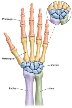 Human Hand Bones Anatomy