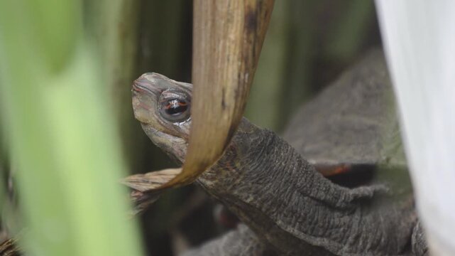 Close-up of a turtle in its natural habitat.