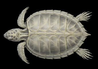 Fototapeta premium Turtle shell anatomy illustration