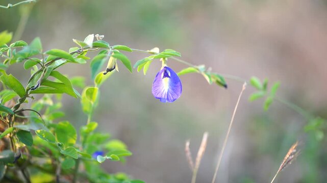 Close-up of a vibrant purple butterfly pea flower blossoming on a green vine outdoors with soft bokeh.
