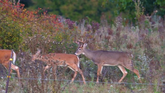 Whitetail buck walks behind fawn along brushy fence line