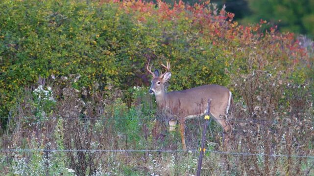 Whitetail buck feeds in brushy field beside wire fence in late summer