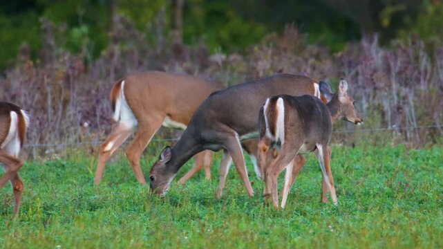 Mature whitetail buck feeds with three does in late summer field