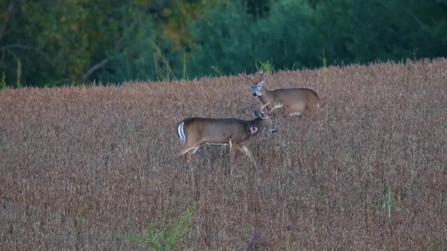 Three whitetail bucks cross soybean field, one with neck wound