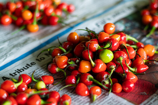 Fresh pimenta biquinho chili peppers on newspaper