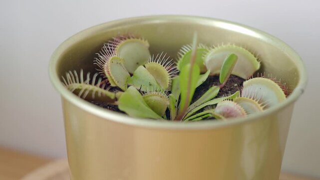 Venus flytrap plants in a golden pot at home on a sunny day
