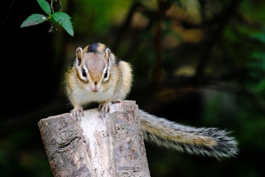 シマリス Images – Browse 6,733 Stock Photos, Vectors, and Video