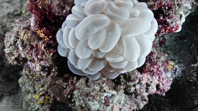 White bubble coral Plerogyra sinuosa on colorful tropical reef close up macro footage