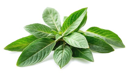 Fototapeta premium Aromatic fresh sage leaves bunch for cooking herbal ingredient isolated on transparent background png.