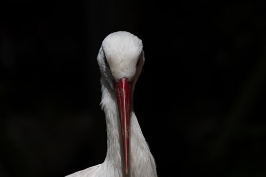 portrait of a white stork
