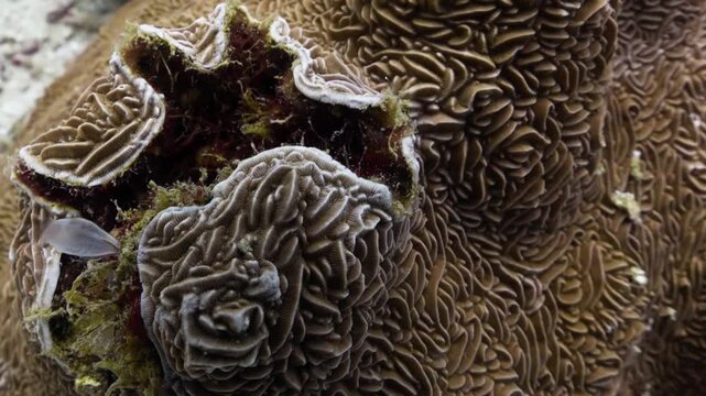 Macro shot of underwater coral reef with moving polyps in marine ecosystem