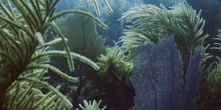 Vibrant coral reef underwater with sea whip corals swaying in tropical ocean current