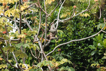Fototapeta premium Three-toed sloth climbing rainforest tree branches