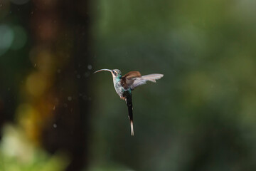Long-tailed hermit hummingbird hovering during flight in nature © STOCKEROcr