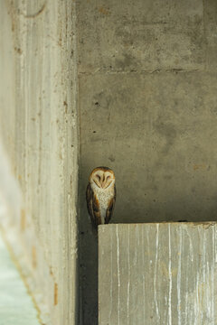 Barn owl roosting in concrete urban underpass