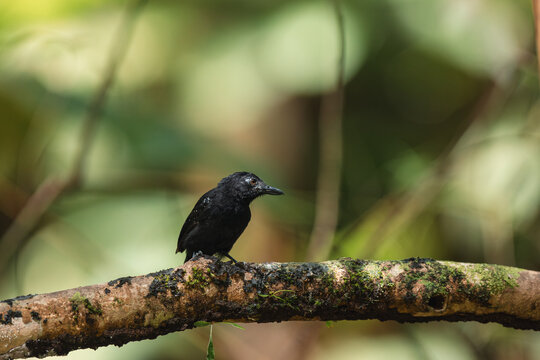 Great antshrike bird perching on branch in tropical forest