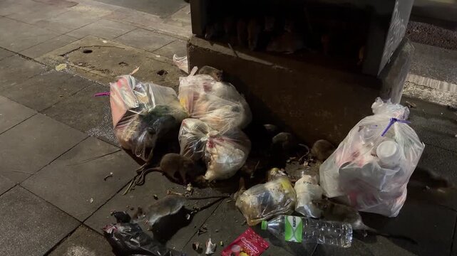 Rats Scavenging Garbage Bags on Urban Sidewalk at Night