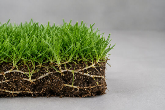 Fresh grass sod block with stolon network, lawn care and landscaping concept