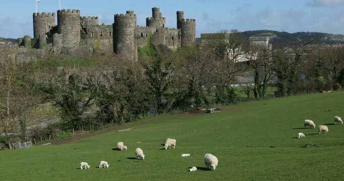 Sheep, lambs, castle, Conwy, Wales, Great Britain