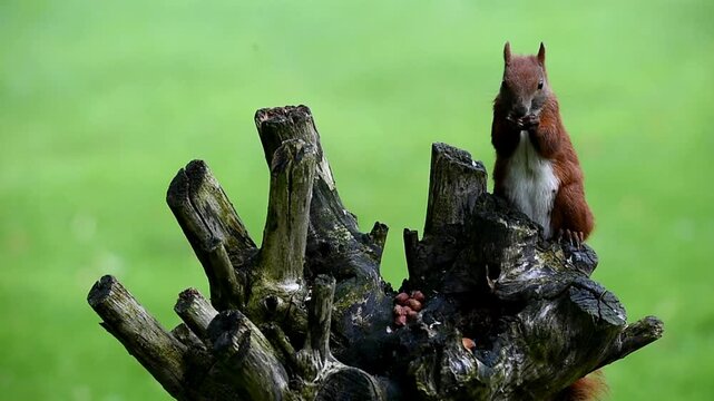 Squirrel (Sciurus) eats nuts