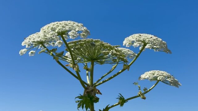 Flowering giant hogweed, (Heracleum mantegazzianum) an invasive species that is difficult to eradicate, in Glemminge, Ystad Municipality, Sk&aring;ne County, Sweden, Scandinavia