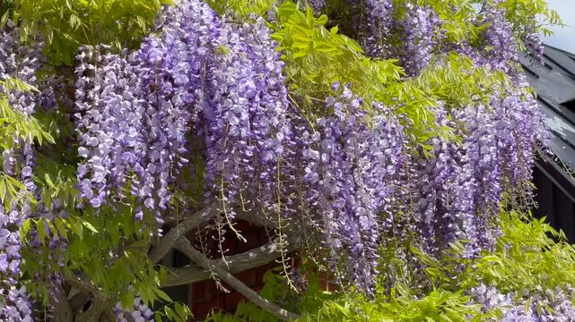 Blue rain (Wisteria sinensis), Wisteria, in Ystad, Scania, Sweden, Scandinavia