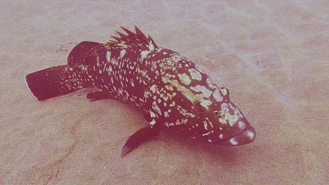 Dusky grouper (Epinephelus marginatus), Lanzarote, Canary Islands, Spain