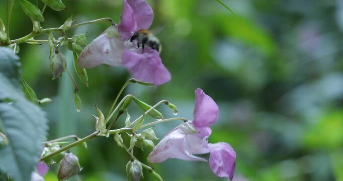 Common carder-bee (Bombus pascuorum) flying from flower to flower (Impatiens glandulifera), Lower Saxony, Germany