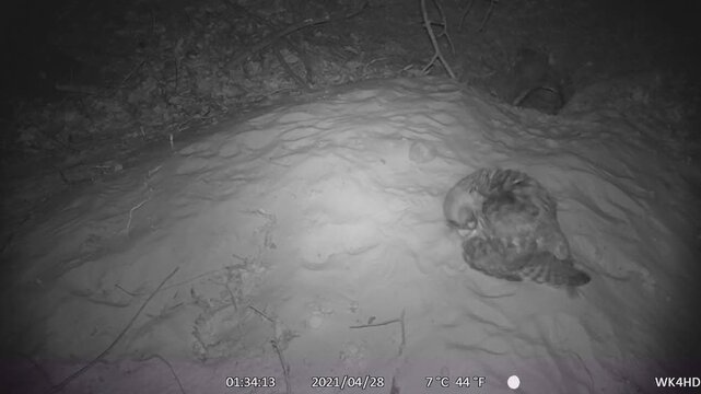 Long-eared owl (asio otus) bathing in the sand at night at the foxhole, wildlife camera, North Rhine-Westphalia, Germany